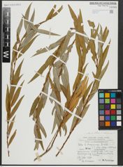 Foto von Salix alba subsp. vitellina (L.) Arcang. x Salix babylonica L.
